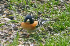 19-03-2016_0004.webp
