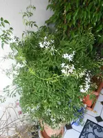 DSCN2034.webp