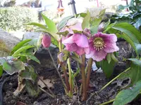 100_1889.webp