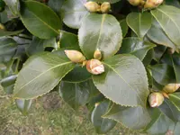 SAM_0827.webp