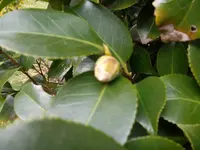 SAM_0828.webp