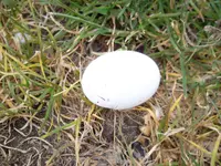 SAM_0829.webp