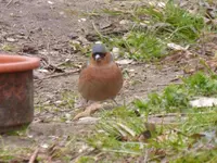 P1050241.webp