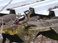 P1050251.webp