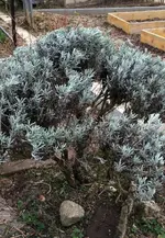 Lavendel.webp