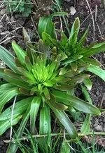 Madonnenlilien.webp