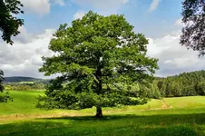 13.webp