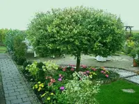 Harlekinweide.webp