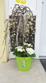 Kätzchenweide.webp