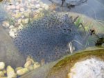 Froschlaich 21.03.16.jpg