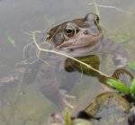 Froschmännchen 21.03.16.jpg