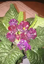 IMG_20160322_091355.webp