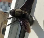 Ansicht Ufo.webp