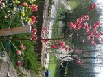 Pfirsichbaum.jpg