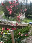 k-Pfirsichbaum.JPG