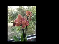 Orchi.03-16.webp