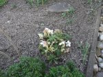 Helleborus-Vorgarten 2016.jpg