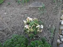 Helleborus-Vorgarten 2016.webp