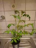 P1080810White Currant.webp
