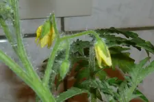 P1080814Resi Gold.webp