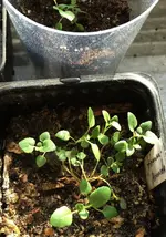 Zitronenmonarda.webp