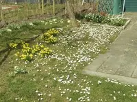 Blumenwiese.webp