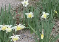 Osterglocken 1.webp