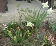 Osterglocken.webp