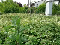 k-Moschuserdbeere beginn Beere1.webp