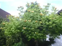 Klettertrompete.gelb.14.07.2012.webp