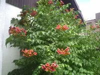 Klettertrompete-rot.14.07.2012.webp