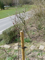 k-P1090896.JPG