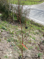 k-P1090900.webp