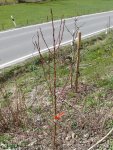 k-P1090901.JPG