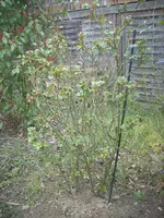 Augusta Luise.webp