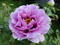 001.webp