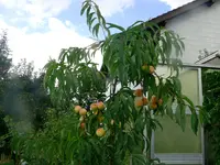 Pfirsich.webp Pfirsich.webp