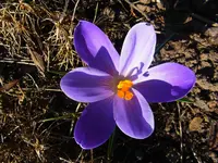 013.webp