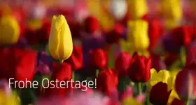Tulpen.webp