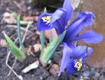 Iris 20.02.2016.jpg