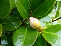 SAM_0830.webp