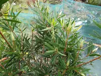SAM_0841.webp