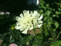 gelbe skabiose.webp