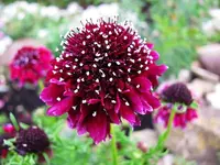 rote skabiose blüte.webp