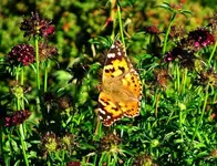 Schmetterling auf Skabiose okt.14.webp