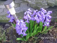 Blumen.webp