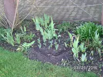 Blumen (3).webp
