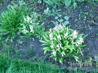 Blumen (4).webp