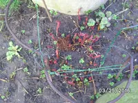 Blumen (5).webp