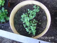 Pfeffer Oregano.webp